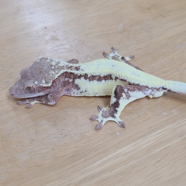 프라푸치노