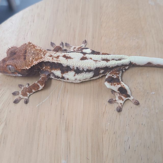 Frappuccino