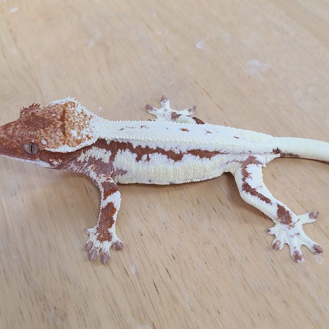 프라푸치노