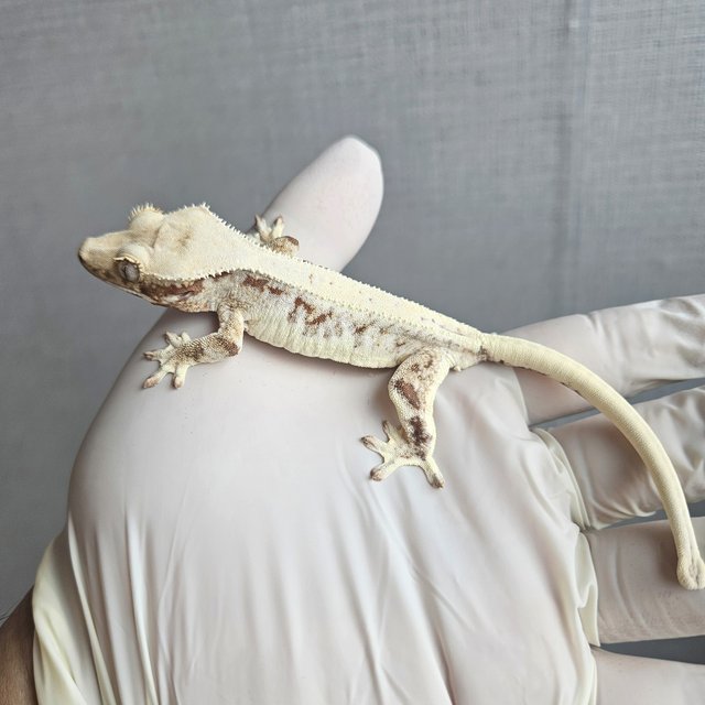 Lilly 100% Het Axanthic