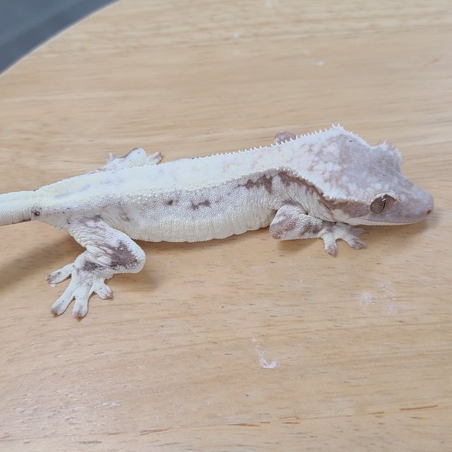 프라푸치노