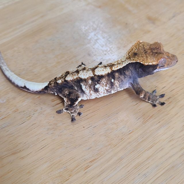 카푸치노