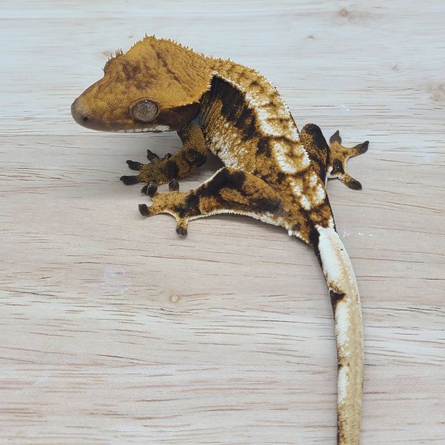 트라이