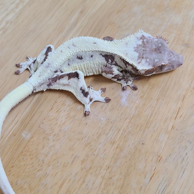 프라푸치노