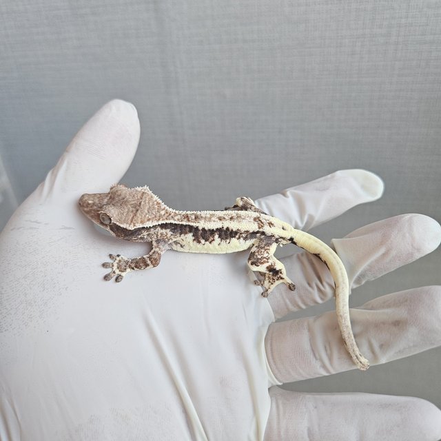 100%헷아잔틱 프라푸치노