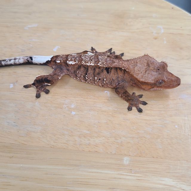 카푸치노