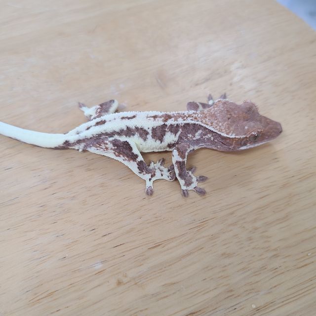 프라푸치노