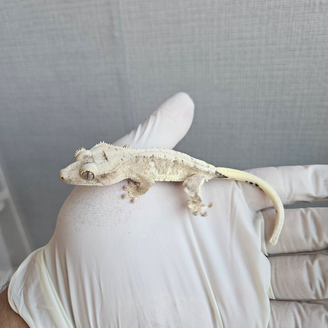 릴리100%헷아잔틱