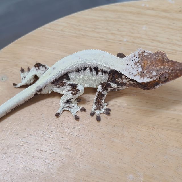프라푸치노