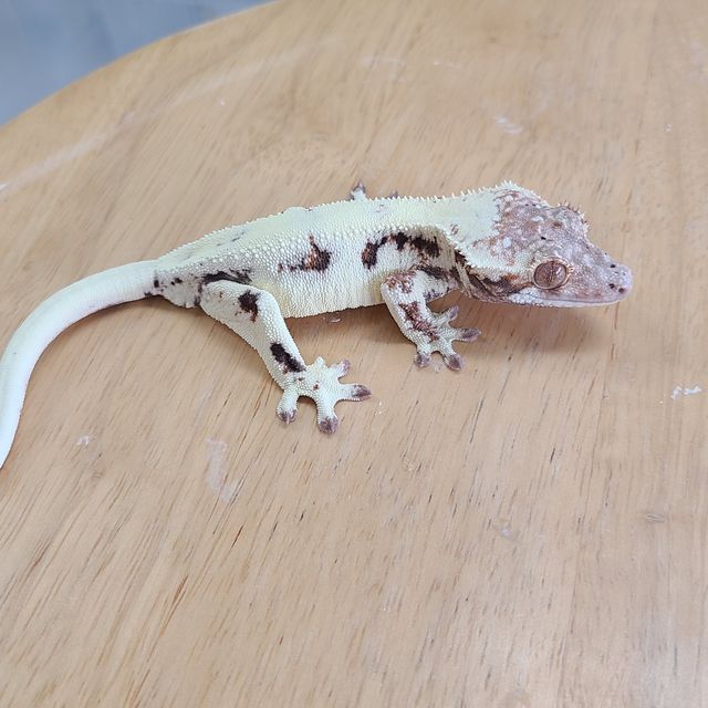 프라푸치노