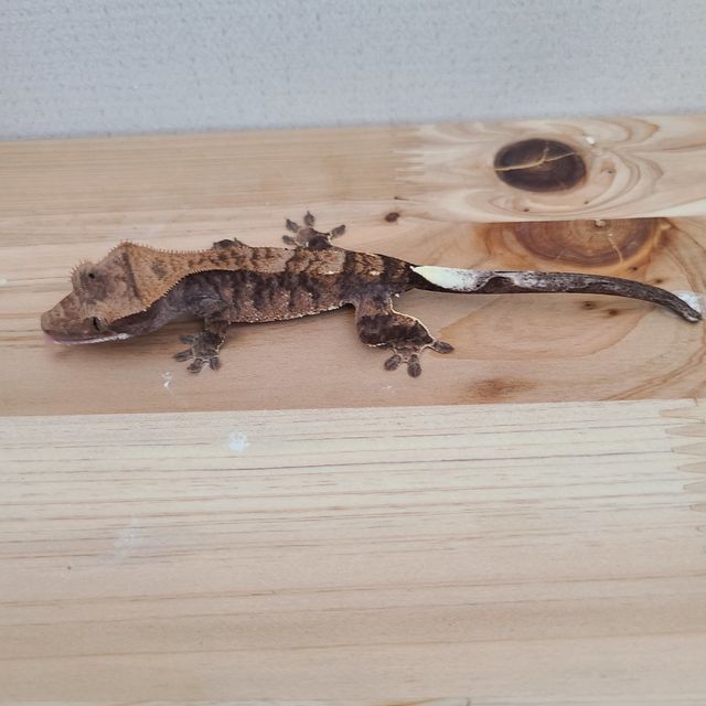 카푸치노