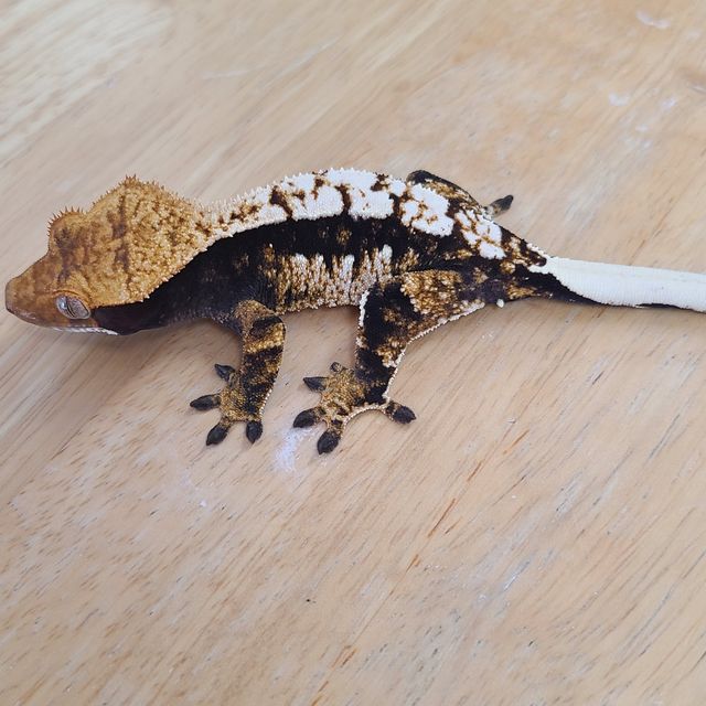 트라이