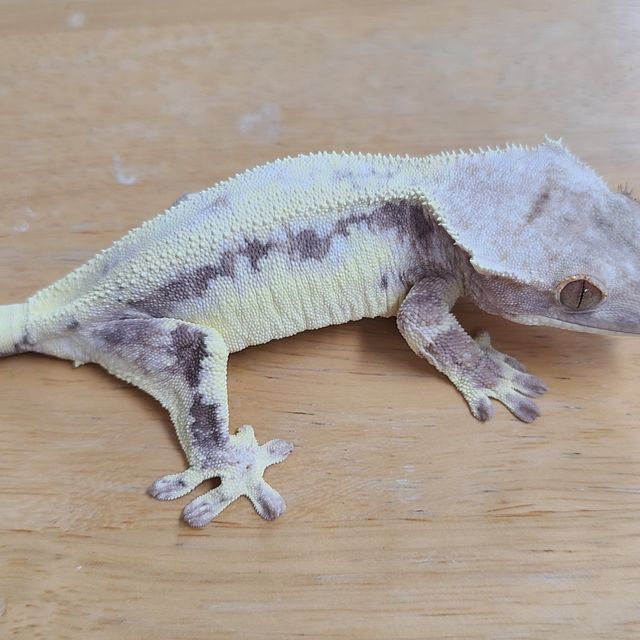 프라푸치노
