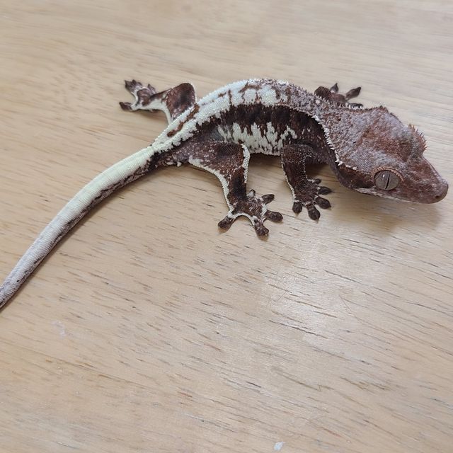 프라푸치노