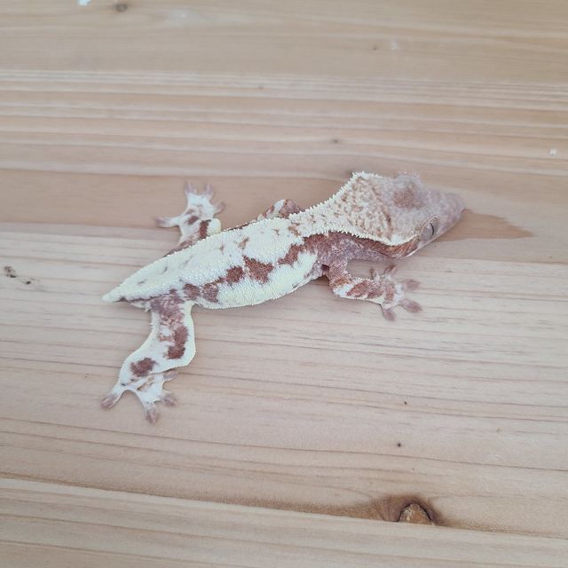 프라푸치노