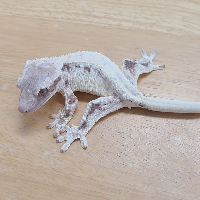 프라푸치노