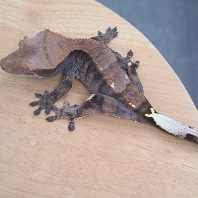 카푸치노