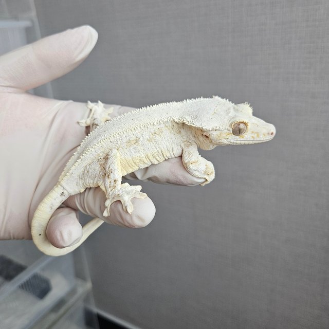 Lilly 100% Het Axanthic