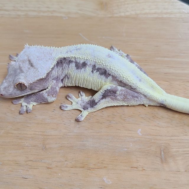 프라푸치노
