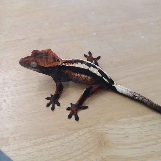 세이블