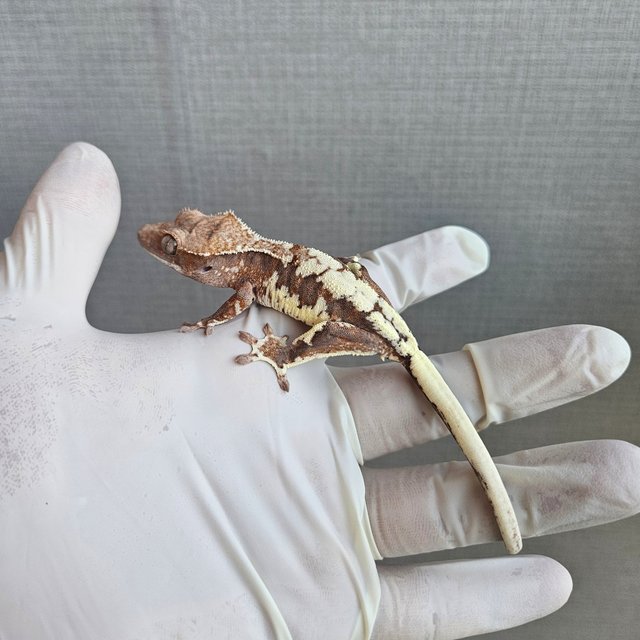 100%헷아잔틱 프라푸치노