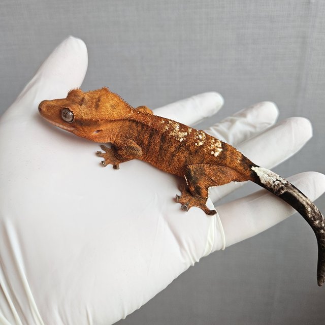 Cappuccino 100% Het Axanthic