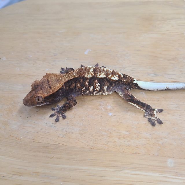 카푸치노