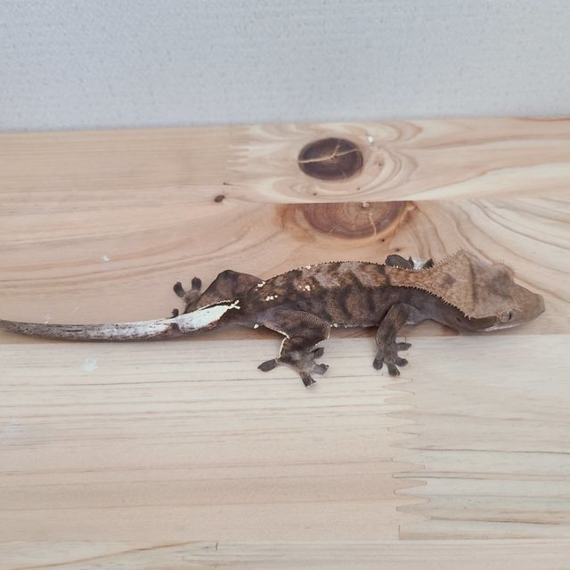 카푸치노