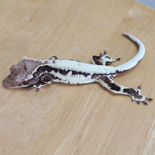 프라푸치노