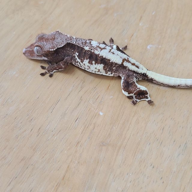 프라푸치노
