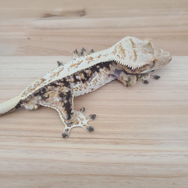 트라이
