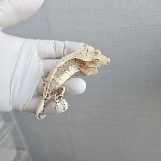 릴리100%헷아잔틱