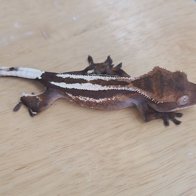 세이블