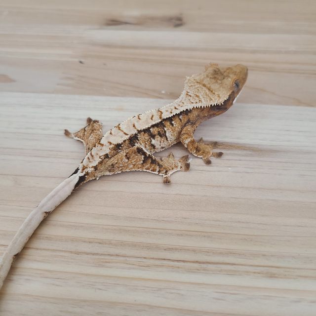 트라이