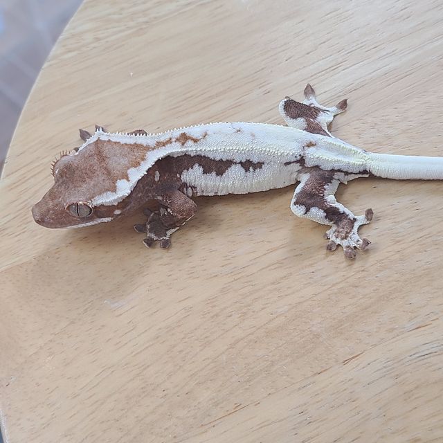 프라푸치노