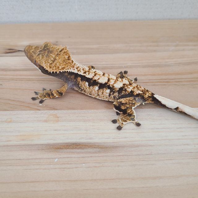 트라이