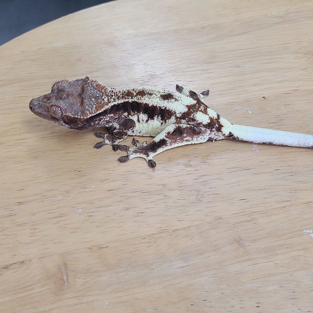 프라푸치노