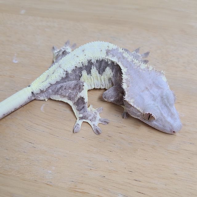 프라푸치노
