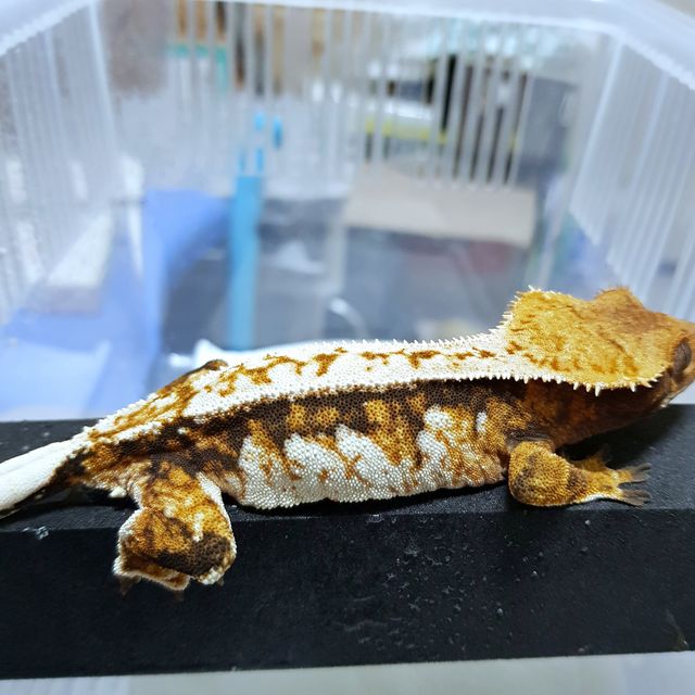 트라이