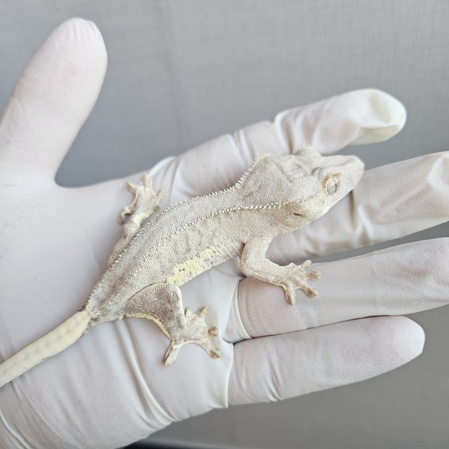 릴리100%헷아잔틱