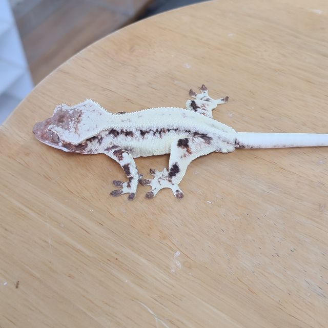 프라푸치노