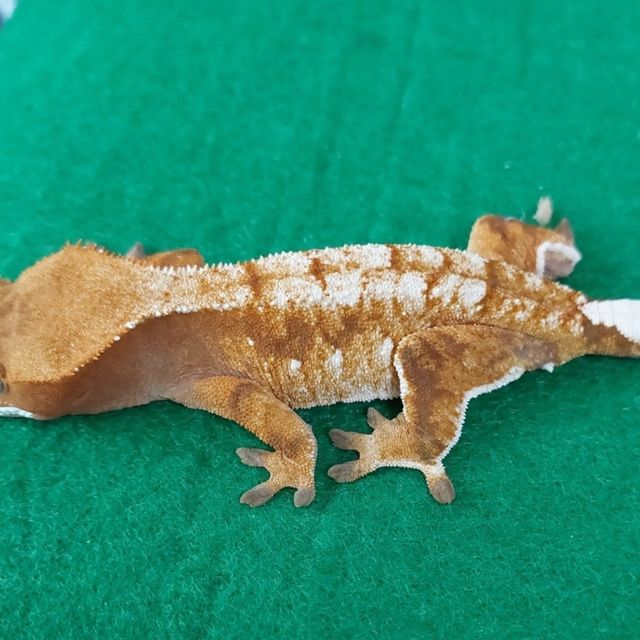 트라이