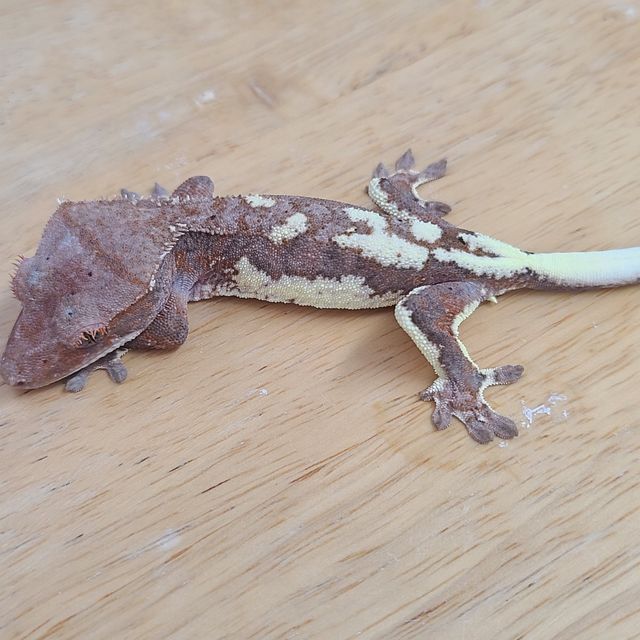 프라푸치노 팬텀