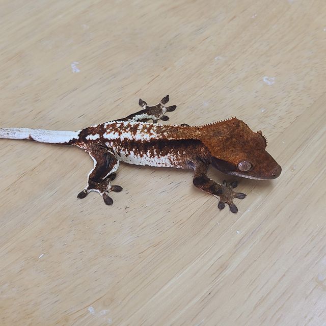카푸치노