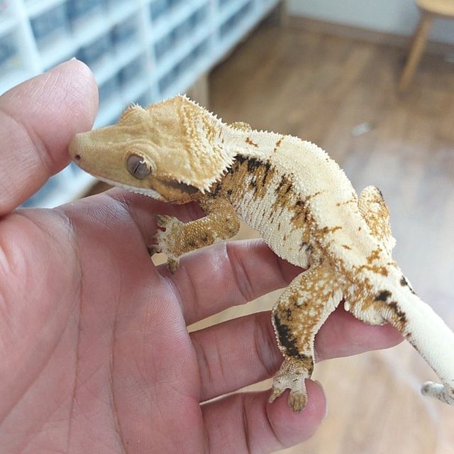 트라이