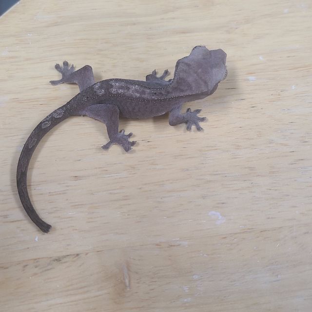루왁
