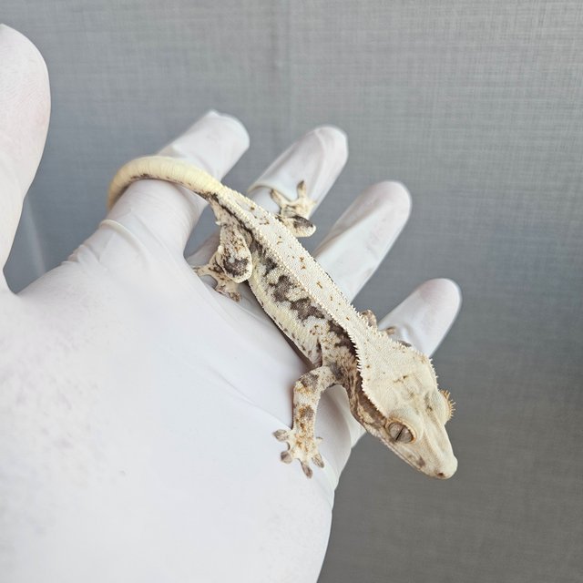 릴리100%헷아잔틱