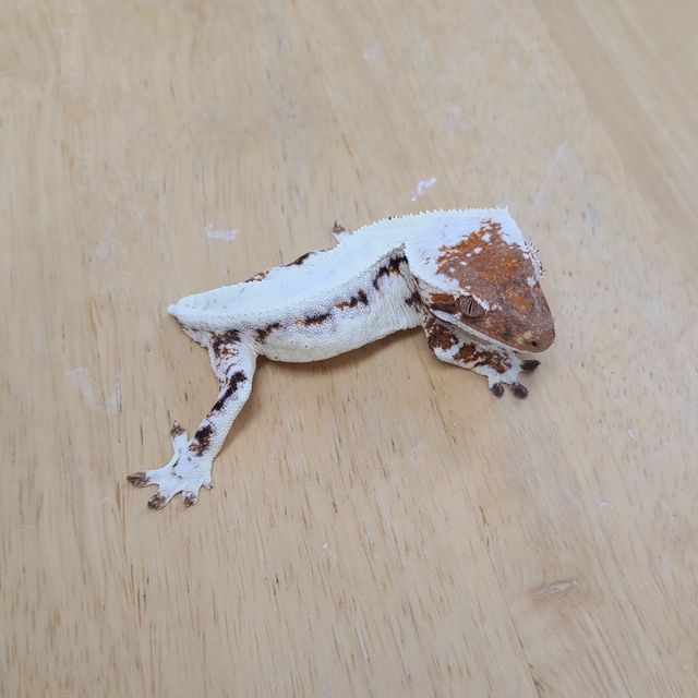 프라푸치노