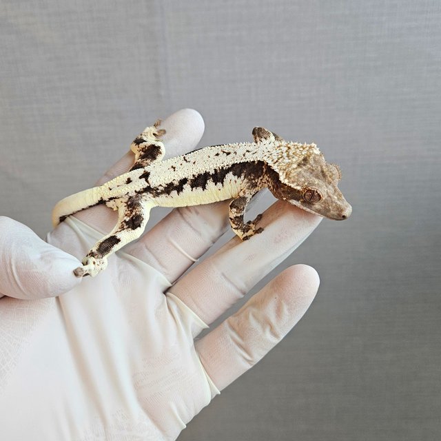 100%헷아잔틱 프라푸치노