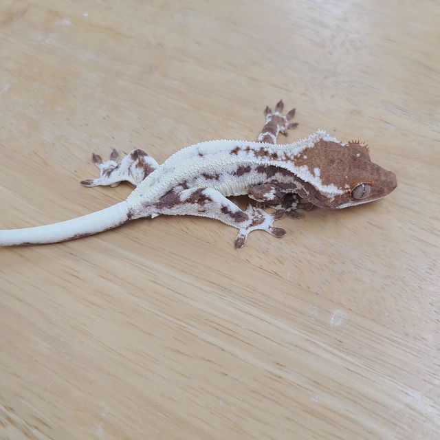 프라푸치노